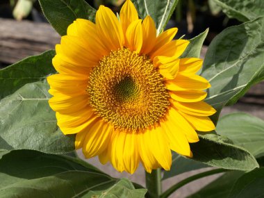 Bahçede açan ayçiçeği