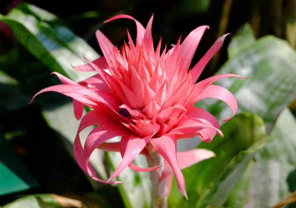 Nomów (aechmea fasciata) — Zdjęcie stockowe