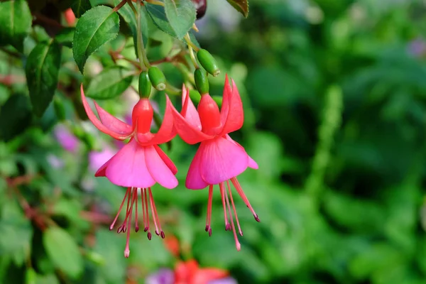 붉은 자홍색 꽃 — 스톡 사진
