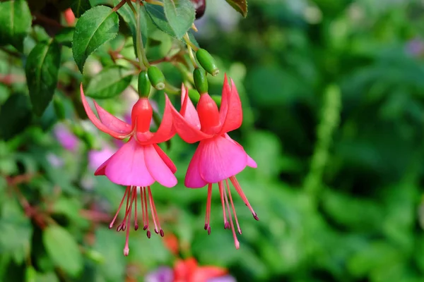 Fiore fucsia rosso — Foto Stock