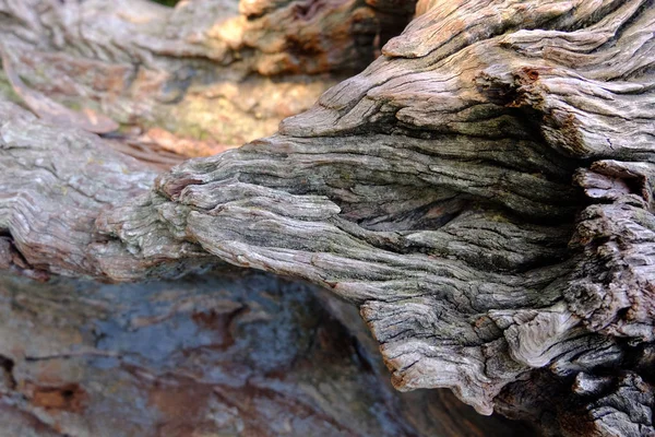 Holzrindenstruktur. — Stockfoto