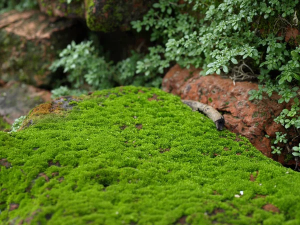 Musgo verde na natureza — Fotografia de Stock