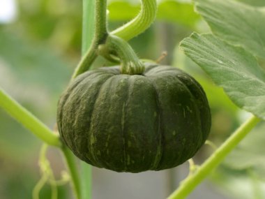 küçük yeşil kabak