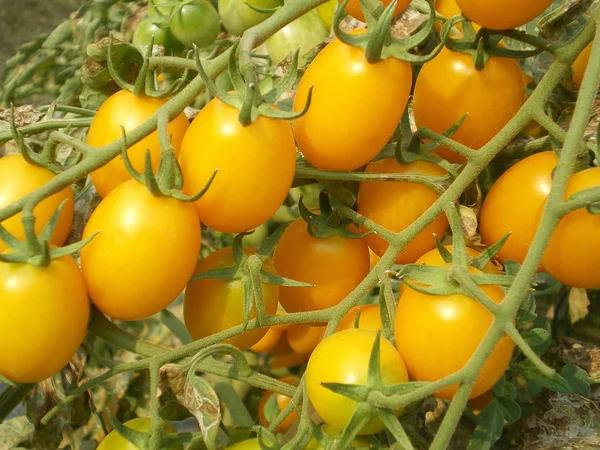 Ветвь желтых помидоров — стоковое фото