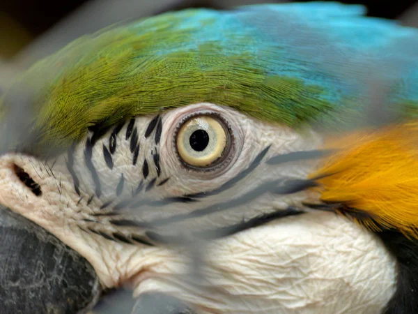 Vértes szem Ara papagáj — Stock Fotó