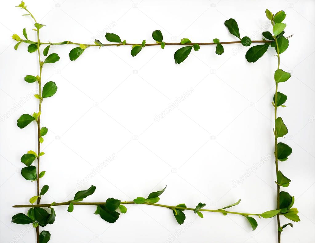 Green leaves frame on white background.