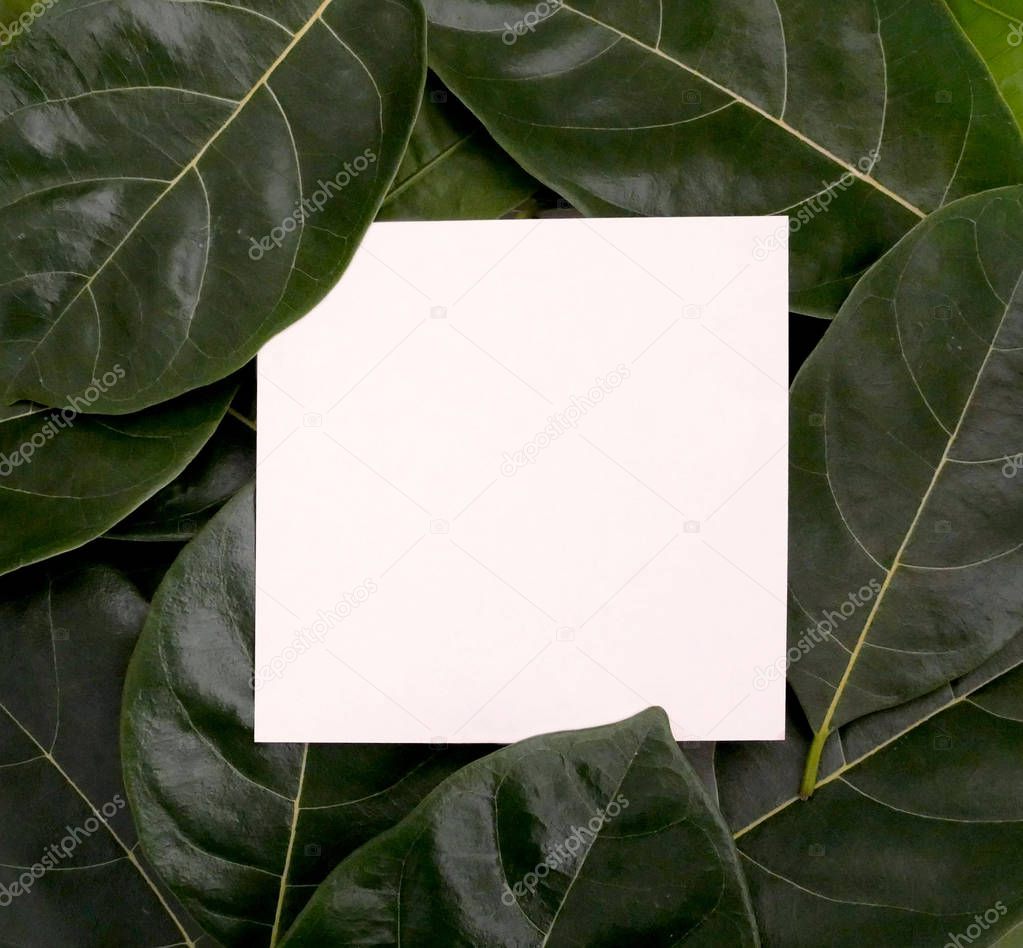 paper card on green leaves.
