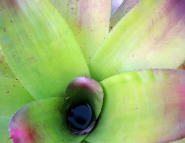 Tropikal bitki (Bromeliad, ananas aile)