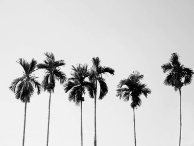  Hindistan cevizi palmiyeleri