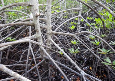 mangrov bataklık orman