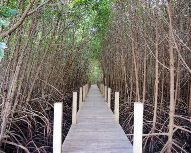 Mangrov orman içinde ahşap yolu