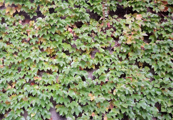 Wall covered with ivy — Stock Photo, Image