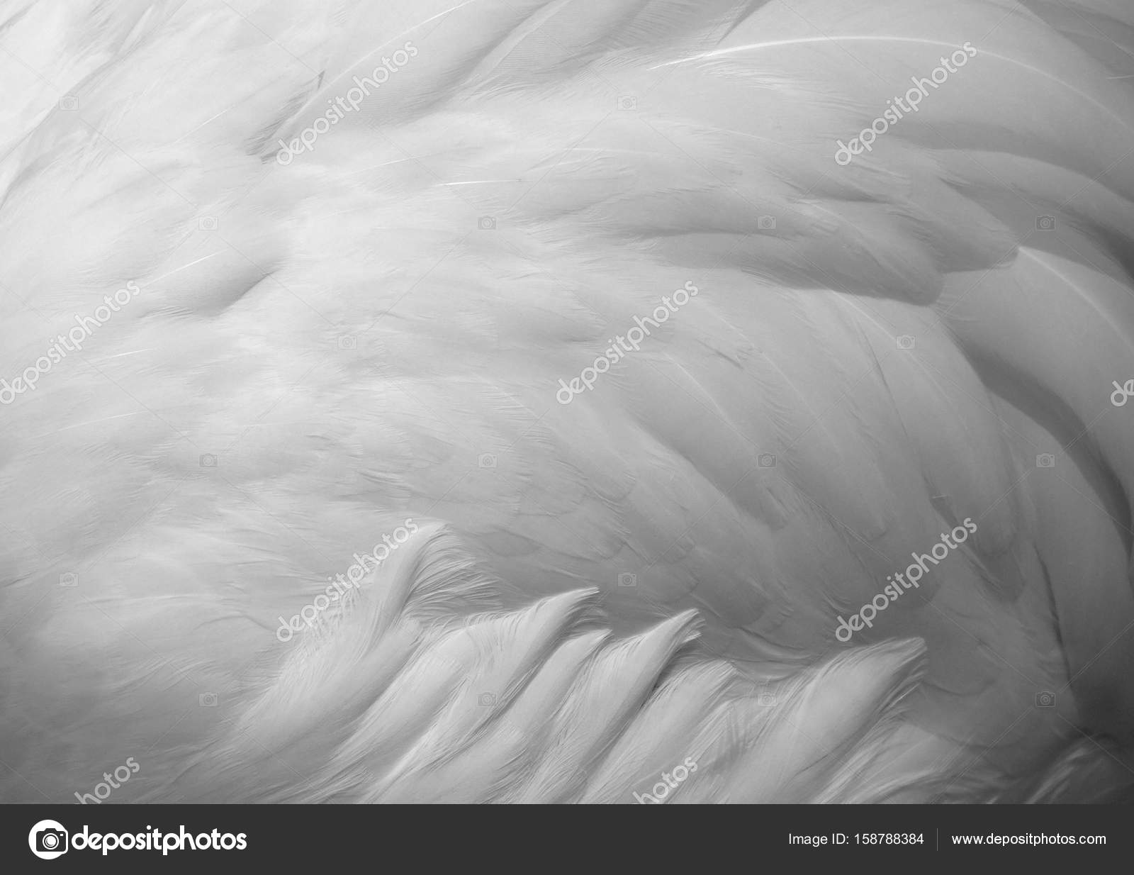 Fondo de textura de plumas blancas.
