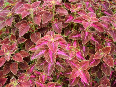 Coleus veya ısırgan boyalı arka plan
