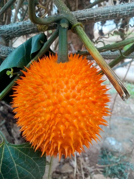 GAC owoców, Baby Jackfruit, — Zdjęcie stockowe