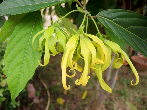 Kwiatów ylang-ylang — Zdjęcie stockowe