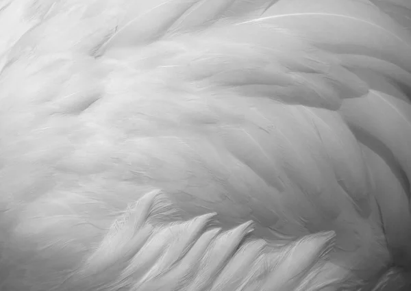 White feathers tekstura tło — Zdjęcie stockowe