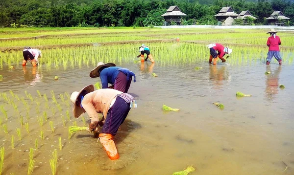 农民种植水稻 — 图库照片