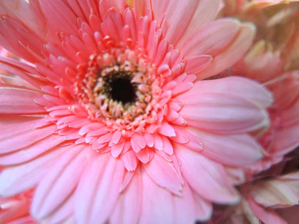 Flor de Gerberas Rosa — Foto de Stock