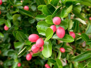 Bengal kuş üzümü meyve