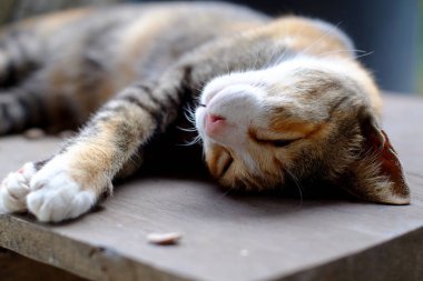 Kedi sırt üstü uzanıyor.