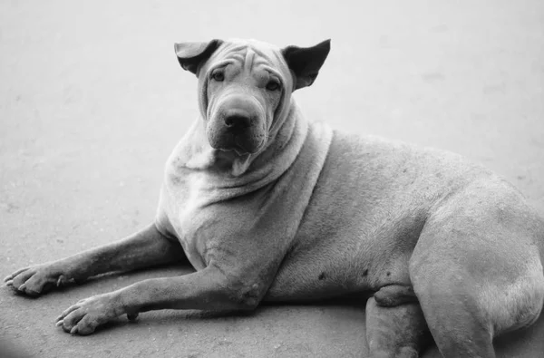 Yalnız köpek portreleri — Stok fotoğraf