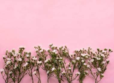 Gypsophila çiçek pembe bir arka plan üzerinde