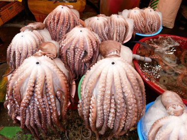 Octobus Jagalchi Market