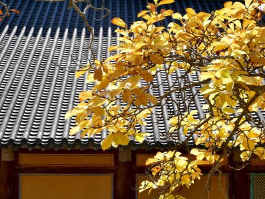 Sarı sonbahar yaprakları 