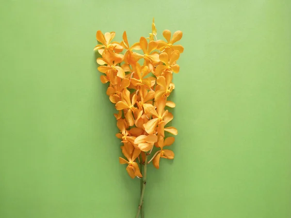 Hermosa orquídea amarilla estilo minimalista — Foto de Stock