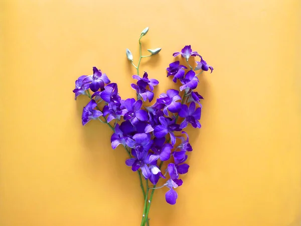 Paarse orchideebloemen creatief ontwerp — Stockfoto