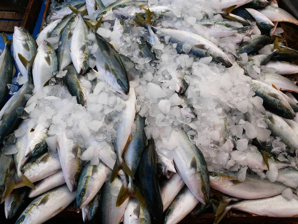 Frischer Fisch auf Eis . — Stockfoto