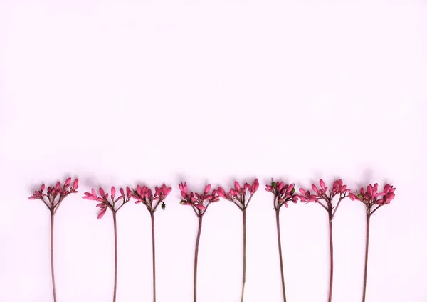 粉红色的背景上的花卉图案. — 图库照片