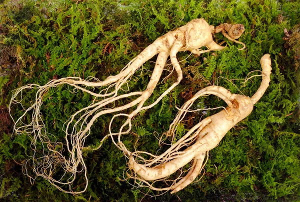 Raiz de ginseng coreano selvagem . — Fotografia de Stock