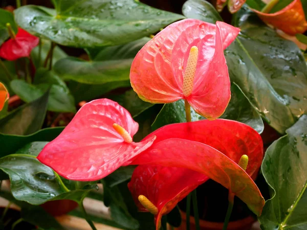 Red Anthurium flowers blooming in the garden.