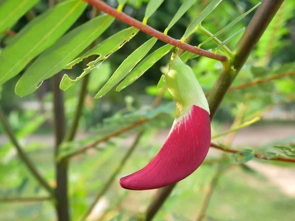 Czerwona Agasta Kwiat, Sesban lub warzyw kołysanie ptaków. — Zdjęcie stockowe