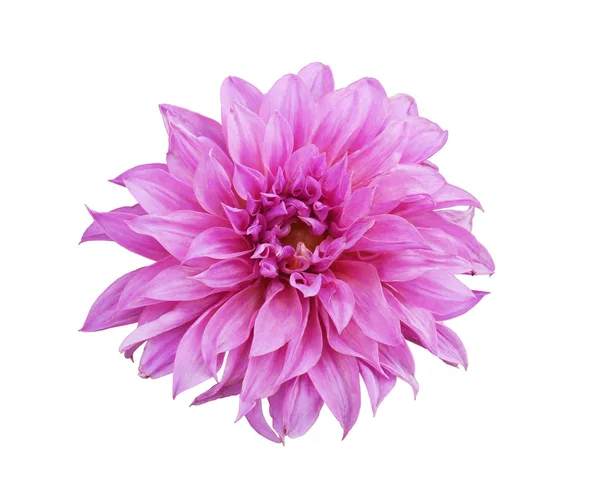 Pink Dahlia flower isolated on white background. — Stock Photo, Image