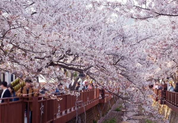 韓国・金海での桜祭り. — ストック写真