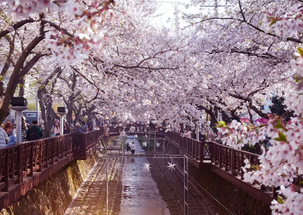 韓国・金海での桜祭り. — ストック写真