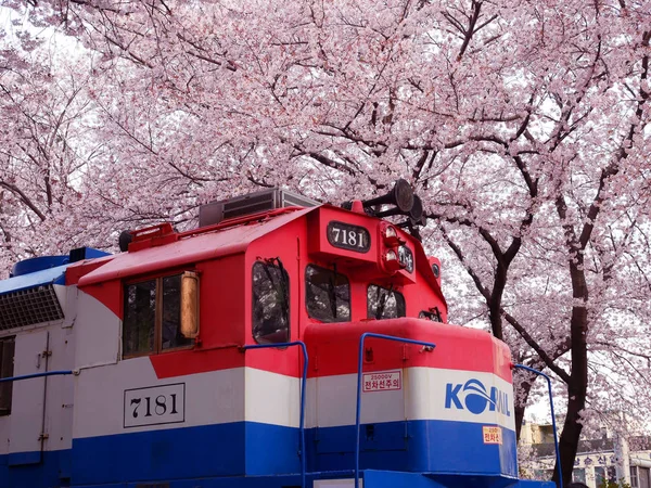 韓国・鎮海市の鶏湖駅で満開の桜. — ストック写真