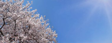 Mavi gökyüzüne karşı kiraz çiçekleri açan bahar afişi.