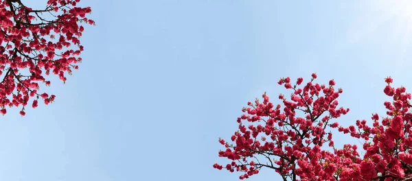 Flower blossom in spring against the blue sky. Banner and background of spring flowers concept