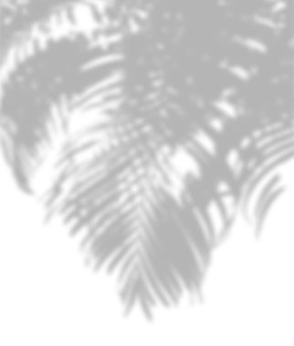 Beyaz bir arka planda siyah beyaz palmiye yaprağı gölgesi. 