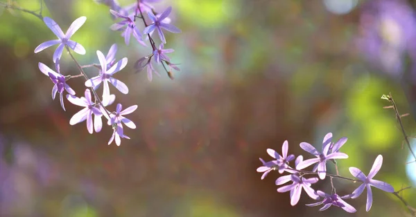 Spring blooming flowers violet art design background.
