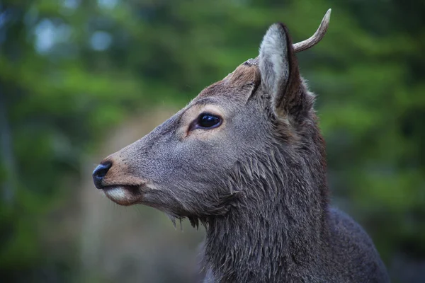 Jeleń sika w Nara Japonia — Zdjęcie stockowe