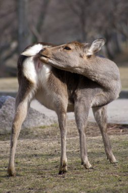 Japonya 'da Sika Geyiği