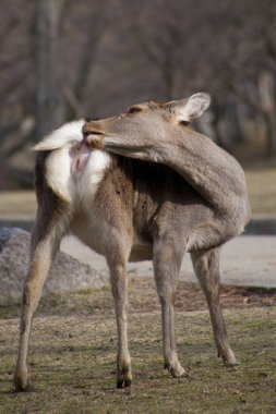 Japonya 'da Sika Geyiği