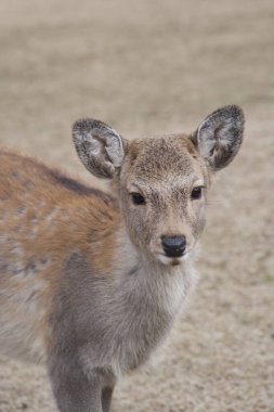 Japonya 'da Sika Geyiği
