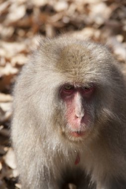 Japon Macaque maymunu, Kyoto Japonya