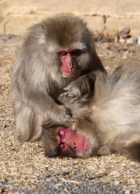 Japonya 'da Japon Macaque Maymunu (Kar Maymunu)